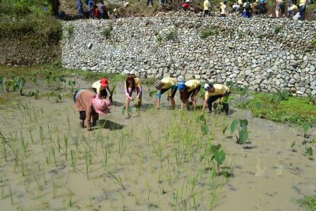 TIP helping rebuild traditional rice terraces in the Philippines